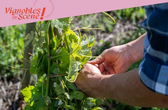 Visite et dégustation au Domaine Mouton