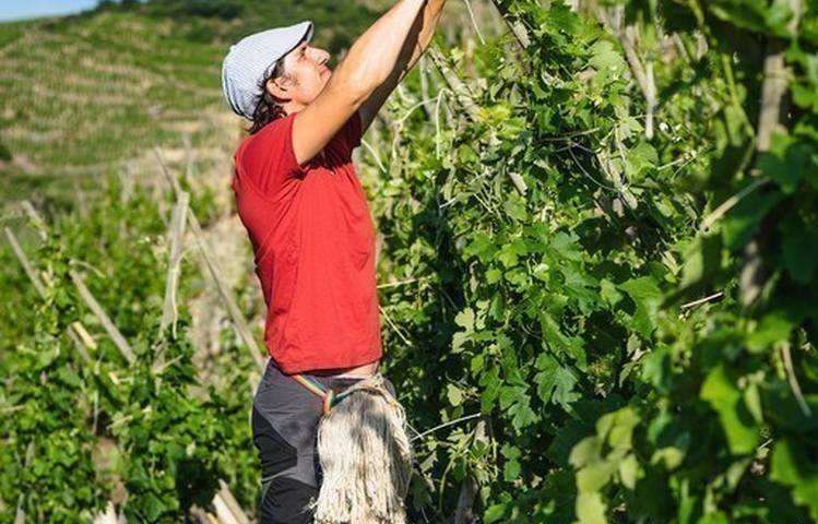 Photo of Domaine Burgaud