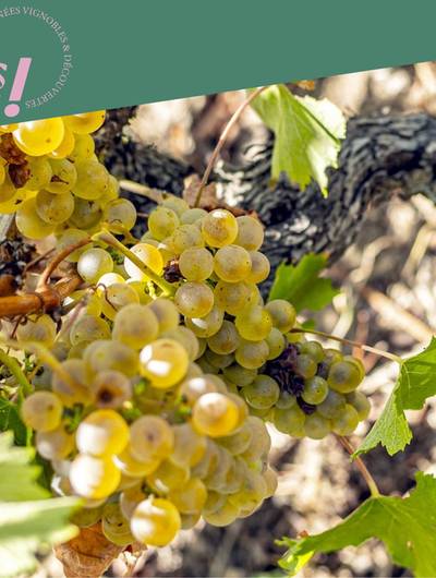 img-rando-wine-au-domaine-faury