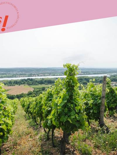 img-wine-notes-au-domaine-anthony-paret