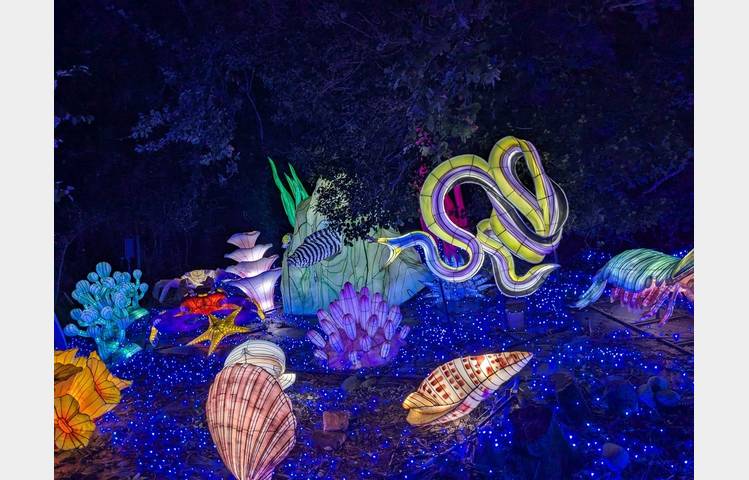image de 5ème Festival Lumières Sauvages