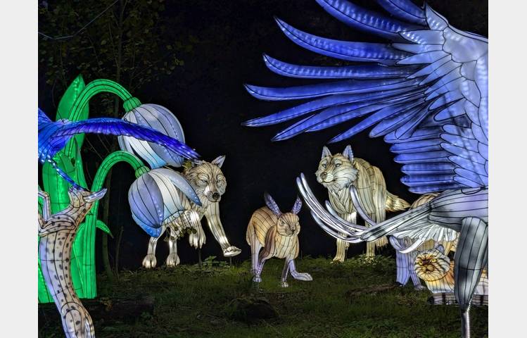 image de 5ème Festival Lumières Sauvages