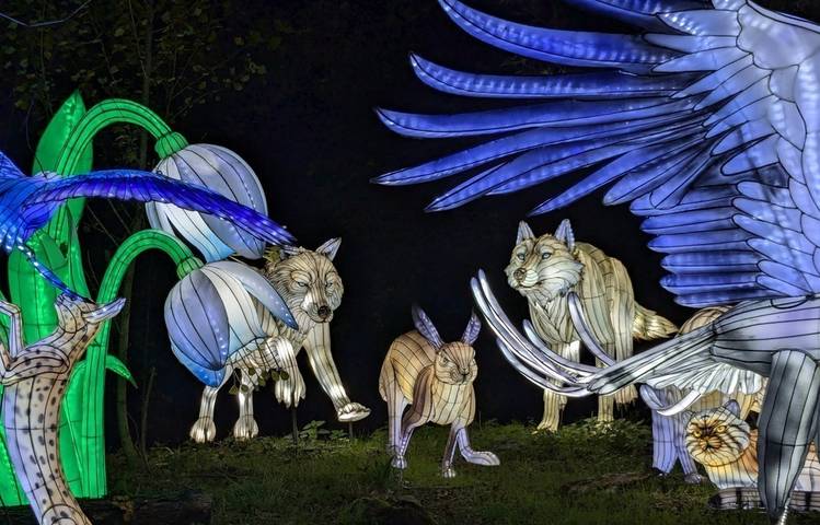 Photo of Wild lanterns festival