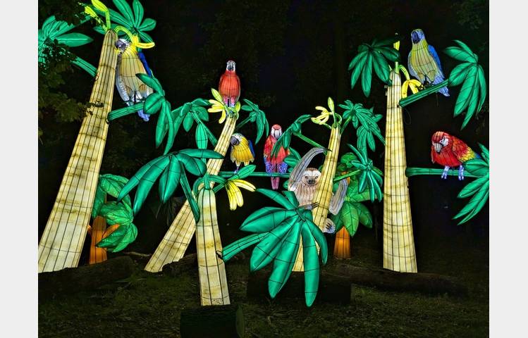 image de 5ème Festival Lumières Sauvages
