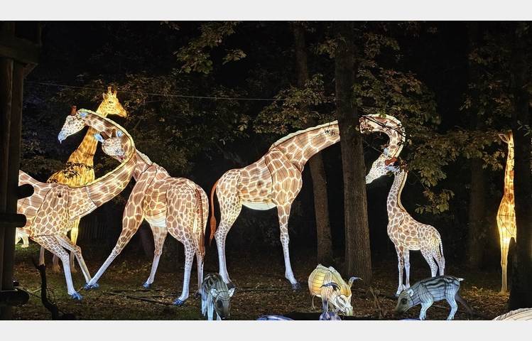 image de Wild lanterns festival