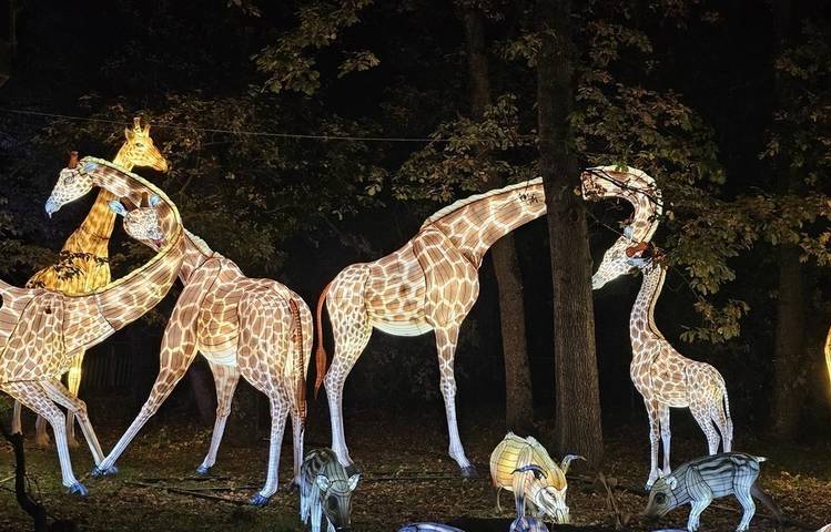Photo of Wild lanterns festival