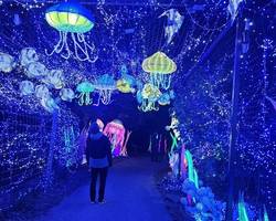 Wild lanterns festival