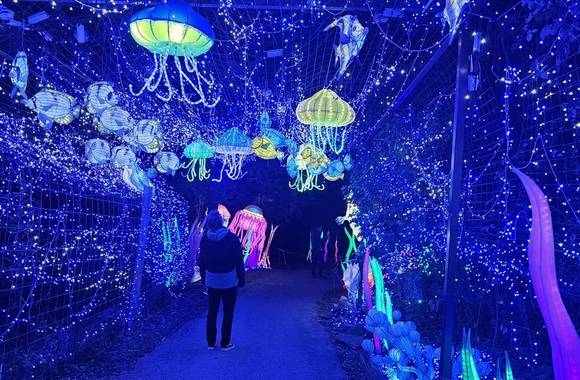 Wild lanterns festival