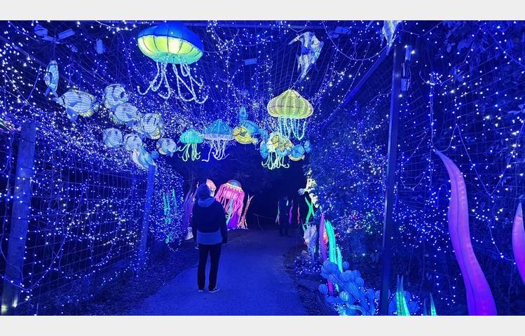 image de Wild lanterns festival