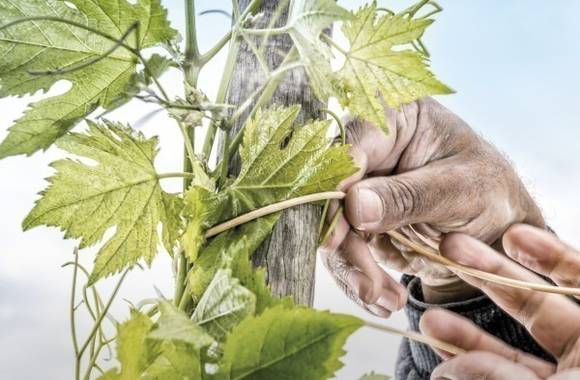 Atelier Découverte "Cépages Rares & Anciens" - M.CHAPOUTIER
