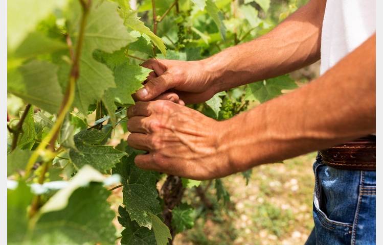 image de Portes ouvertes au Domaine Louis Chèze