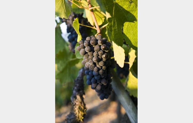 image de Maison Guigal