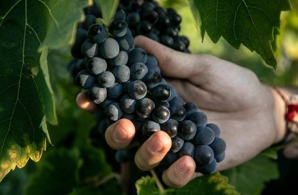 Atelier Découverte "100% Syrah"  - M.CHAPOUTIER