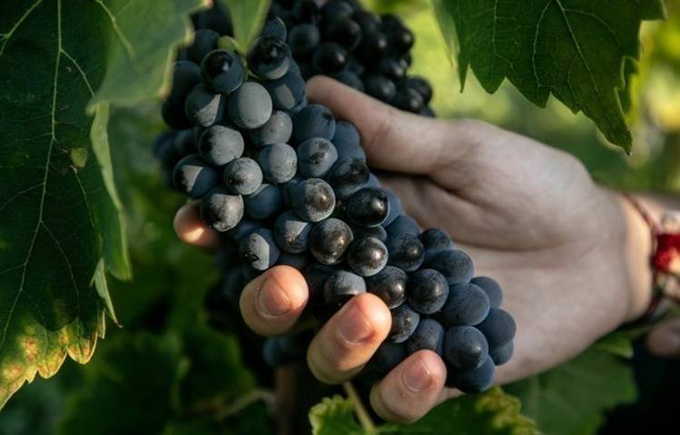 Photo of 100% Syrah" Discovery Workshop - M.CHAPOUTIER
