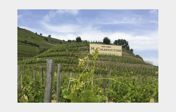 image de Atelier Découverte "  100% Saint Joseph   " - M.CHAPOUTIER