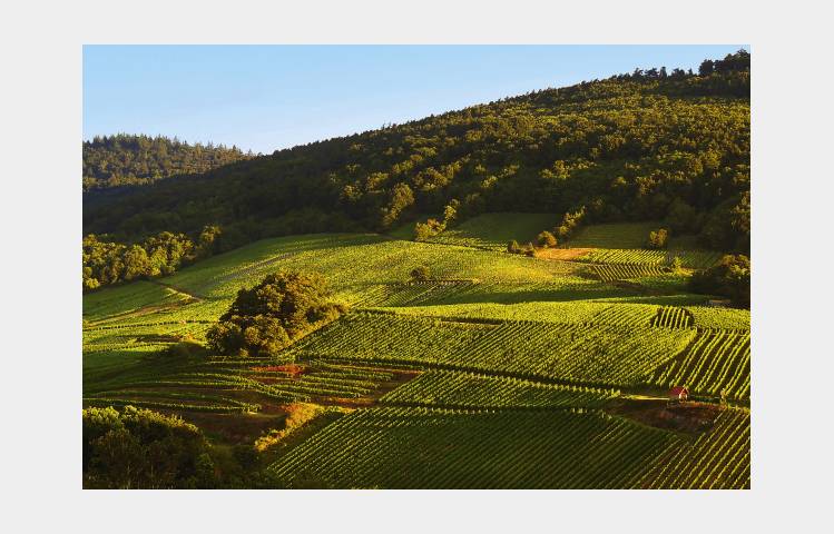 image de Atelier Découverte "  Rhône & Alsace  " - M.CHAPOUTIER