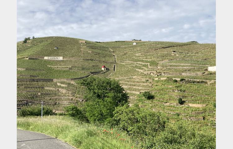 image de La Côte-Rôtie grandeur nature, des coteaux aux chais avec Mr Probus
