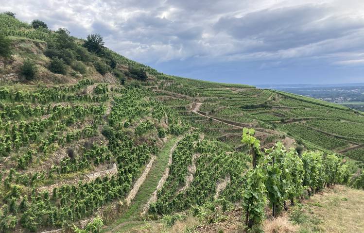 Photo of La Côte-Rôtie grandeur nature, des coteaux aux chais avec Mr Probus