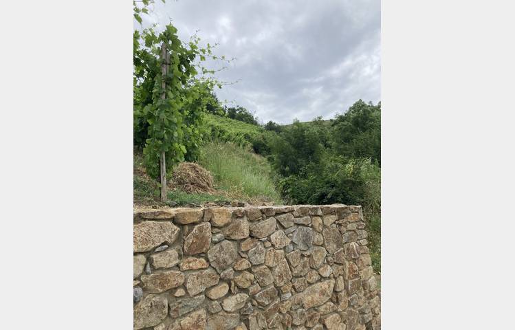 image de La Côte-Rôtie grandeur nature, des coteaux aux chais avec Mr Probus