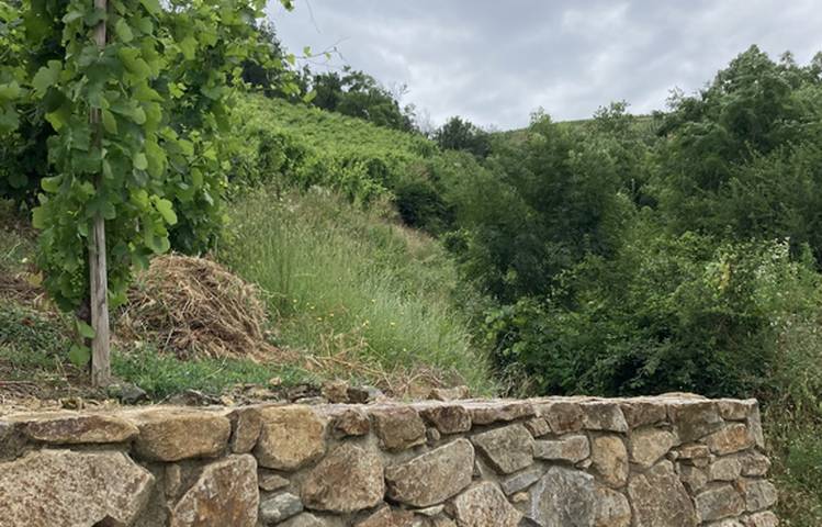 Photo of La Côte-Rôtie grandeur nature, des coteaux aux chais avec Mr Probus