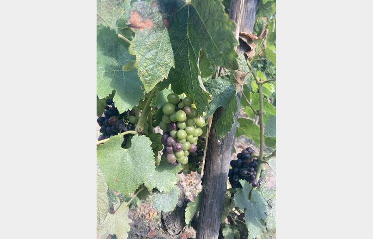 image de La Côte-Rôtie grandeur nature, des coteaux aux chais avec Mr Probus