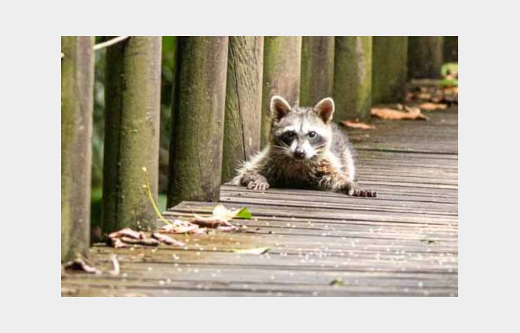 image de Les lodges au milieu des Ratons Laveurs