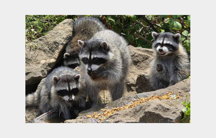 image de Les lodges au milieu des Ratons Laveurs