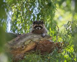 Les lodges au milieu des Ratons Laveurs