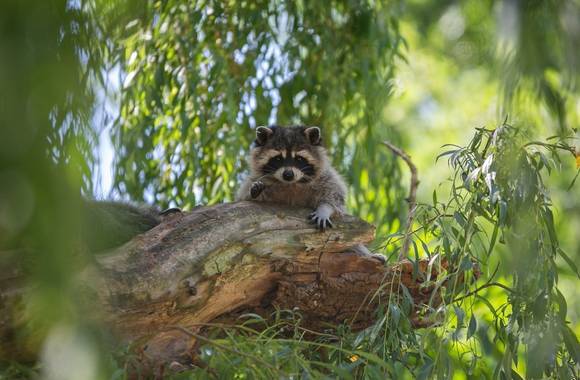 Les lodges au milieu des Ratons Laveurs