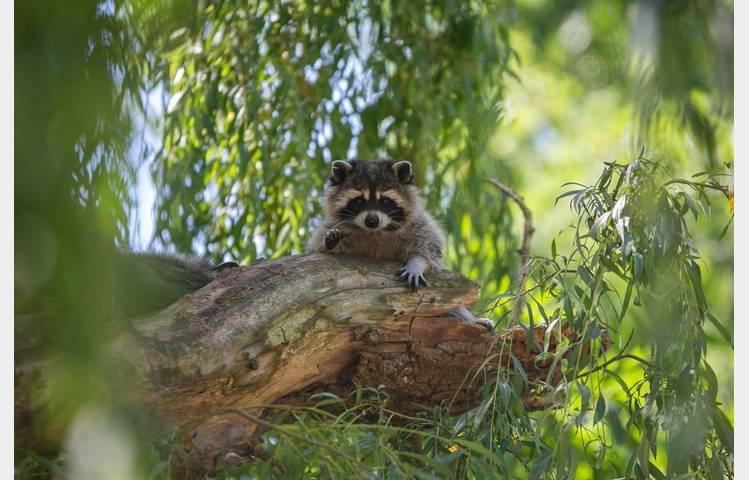 image de Les lodges au milieu des Ratons Laveurs