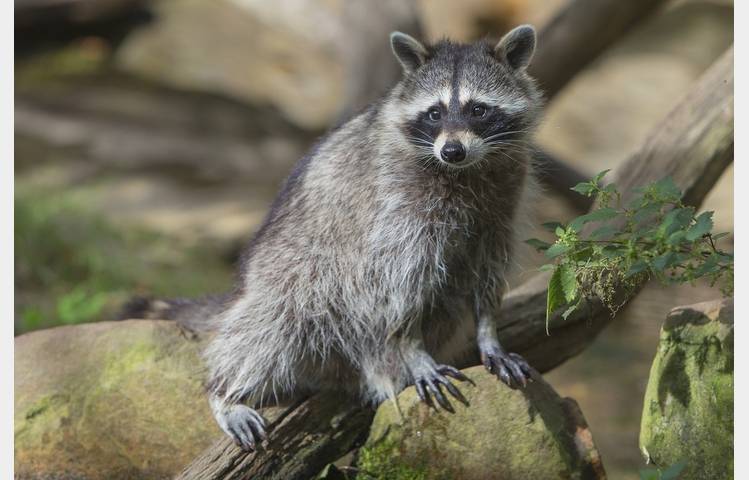 image de Les lodges au milieu des Ratons Laveurs
