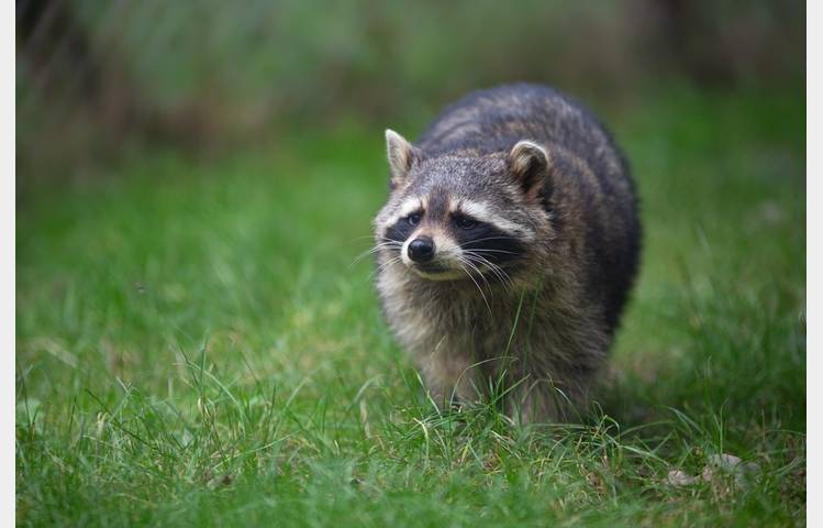 image de Les lodges au milieu des Ratons Laveurs