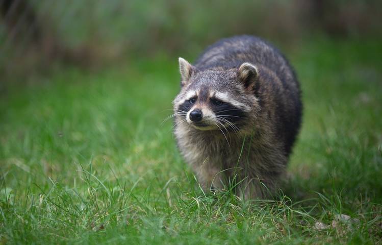 Photo of Les lodges au milieu des Ratons Laveurs