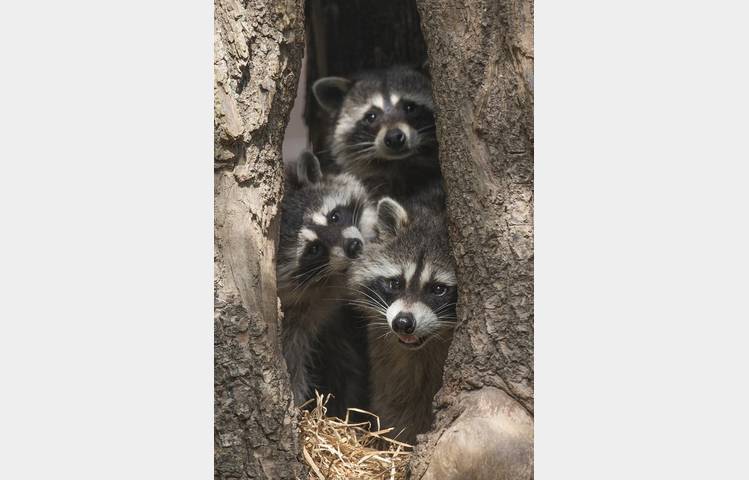image de Les lodges au milieu des Ratons Laveurs