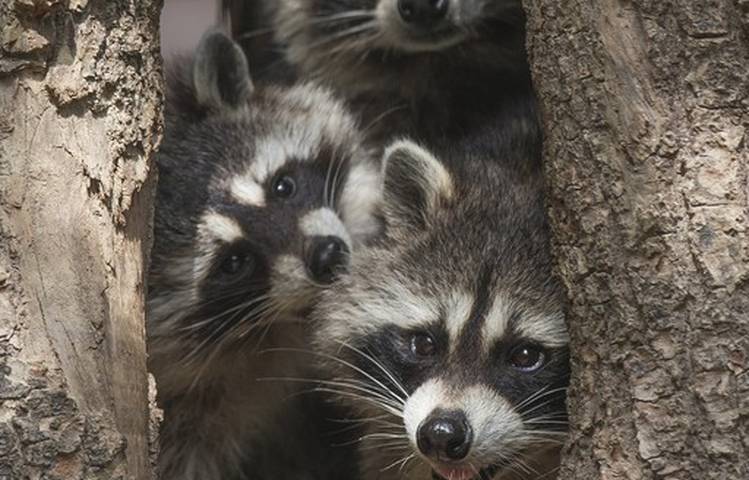 Photo of Les lodges au milieu des Ratons Laveurs