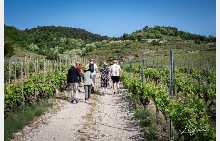 image de Vignes & Saveurs – Balade gourmande en Rhône Crussol