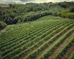 Rando wine (Camp. L' Oasis/ Les Bardes)