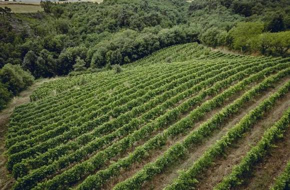 Rando wine (Camp. L' Oasis/ Les Bardes)