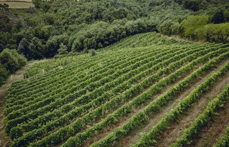 Photo of Rando wine (Camp. L' Oasis/ Les Bardes)