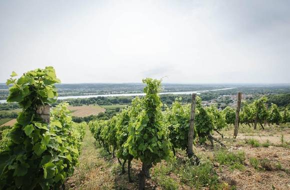 Culture and wines at Domaine Anthony Paret