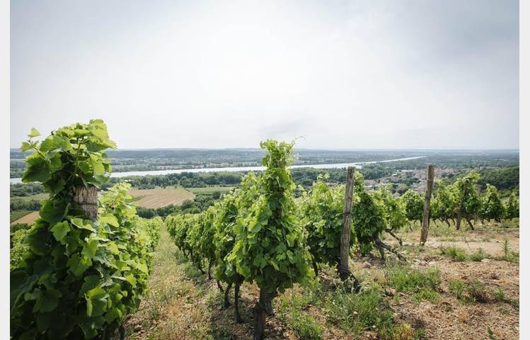 image de Culture and wines at Domaine Anthony Paret