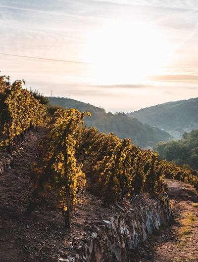 img-sunset-dans-les-vignes-au-domaine-gaillard