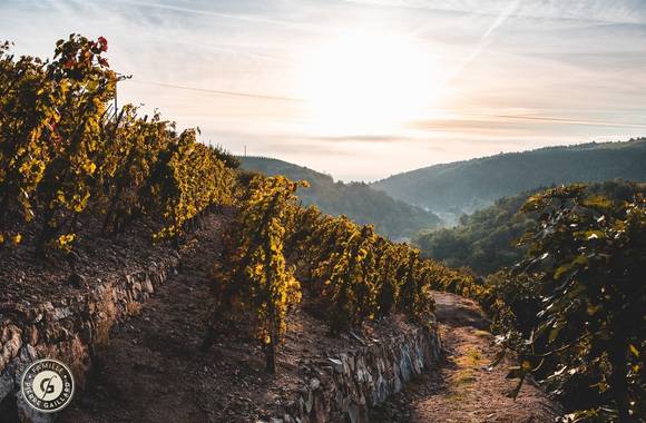 Sunset dans les vignes au Domaine Gaillard