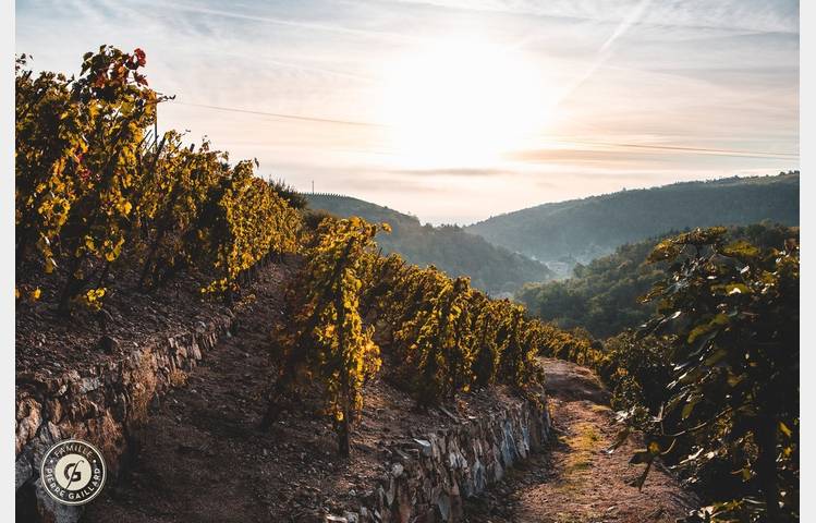 image de Sunset dans les vignes au Domaine Gaillard