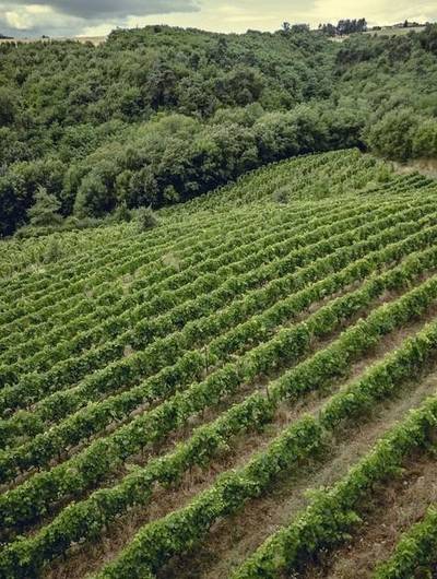 img-sunset-dans-les-vignes-le-domaine-des-bardes