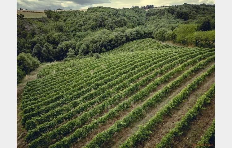 image de Sunset dans les vignes Le Domaine des Bardes