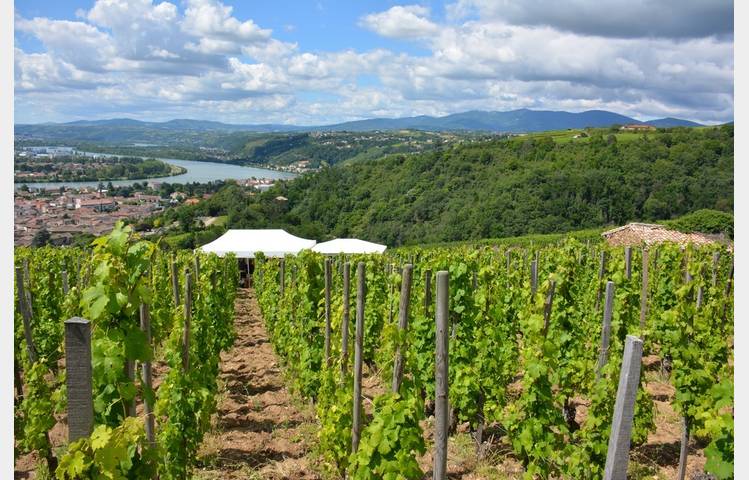 image de Escapade Vigneronne au Domaine Niero