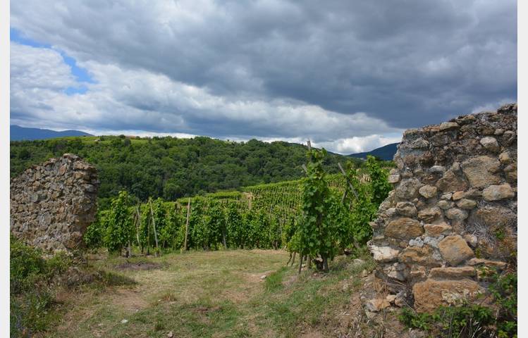 image de Escapade Vigneronne au Domaine Niero