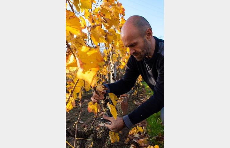 image de Domaine Rodolphe Duculty