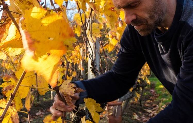 Photo of Domaine Rodolphe Duculty